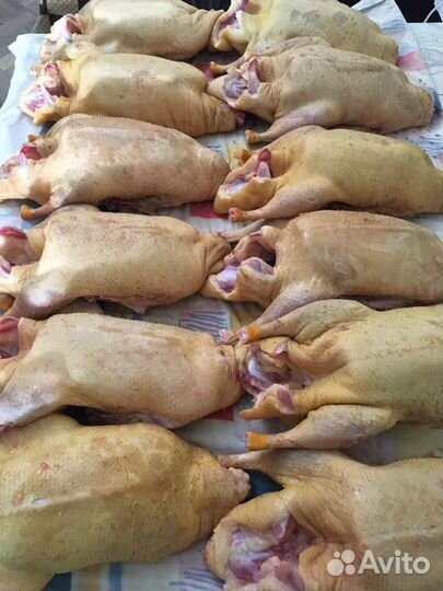 Утка суточная star 53