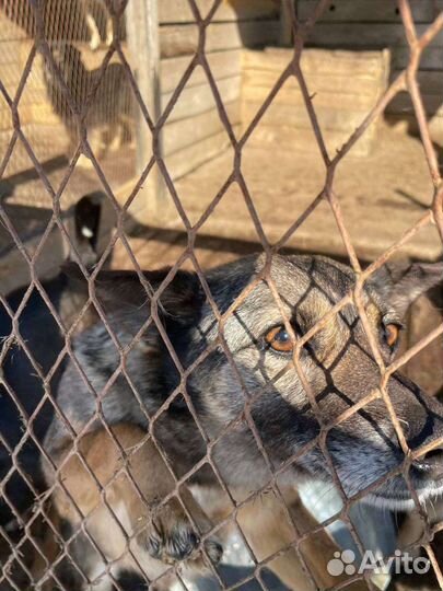 Маленькая собака ищет дом