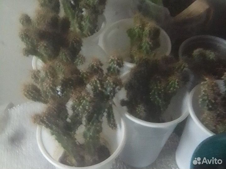 Сортовые кактусы