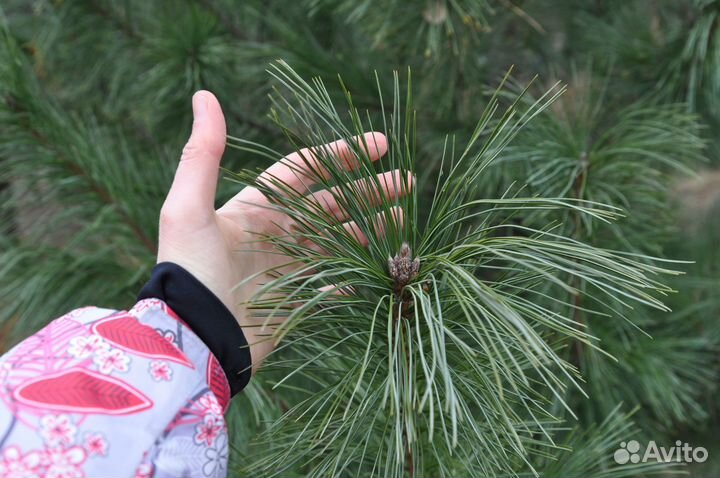 Кедр (сосна сибирская) саженец