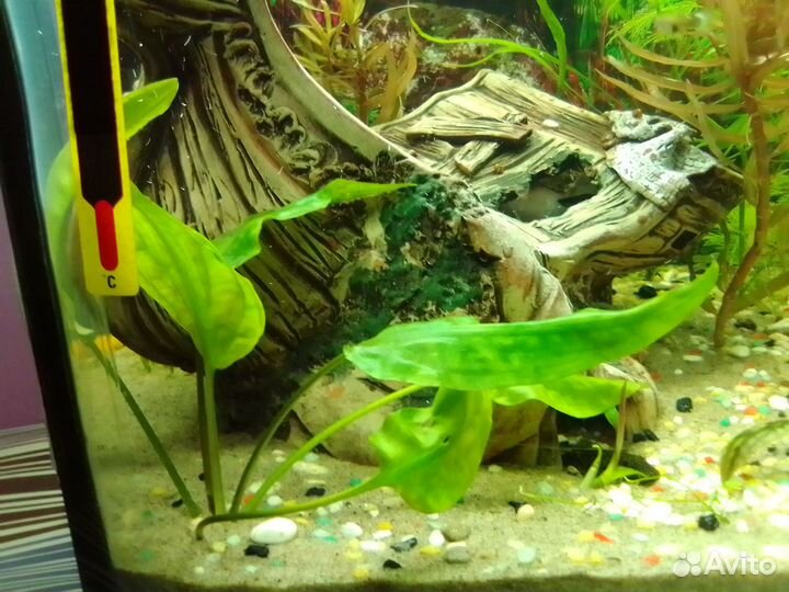 Рыбки, растения, креветки