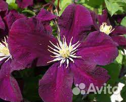 Клематис Варшавская Ночь