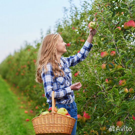 Вахта Сборщик Яблок