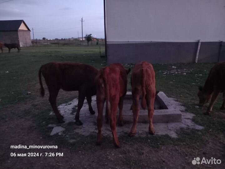 Телята мясо-молочные красностепнные