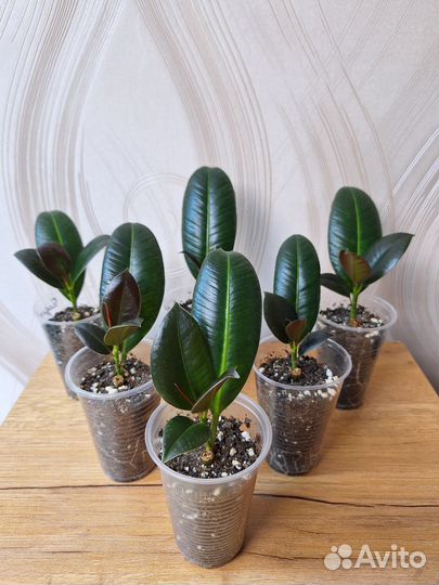 Фикусы: Тинеке, Абиджан, Мелани, Бенгальский Тигр