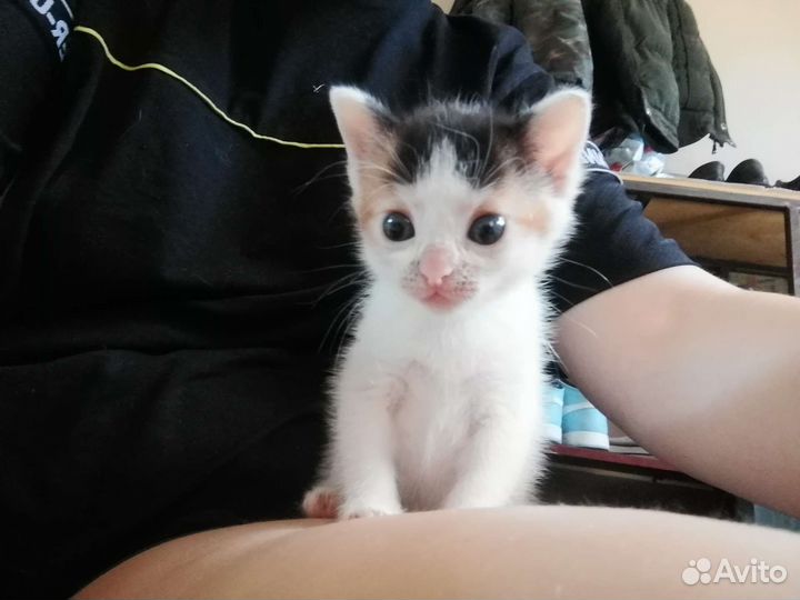 Котенок девочка в добрые руки