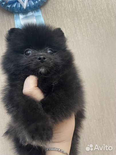 Померанский шпиц