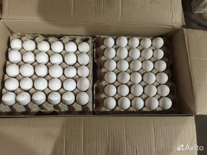 Продажа/ поставка яйцо куринное оптом