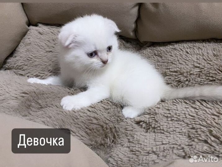 Шотландская