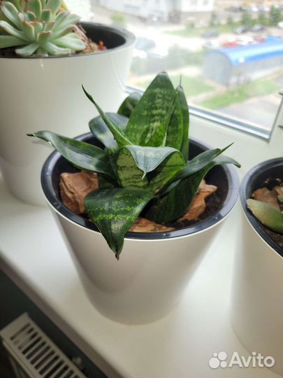 Сансевиерия ханни 