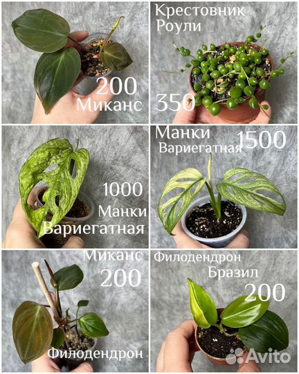 Сортовые растения на выбор