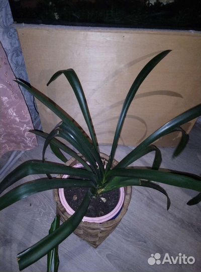 Кливия взрослая