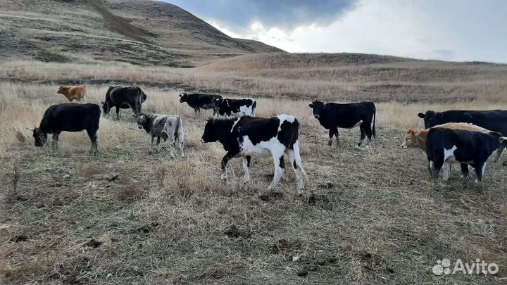 Коровы и телки