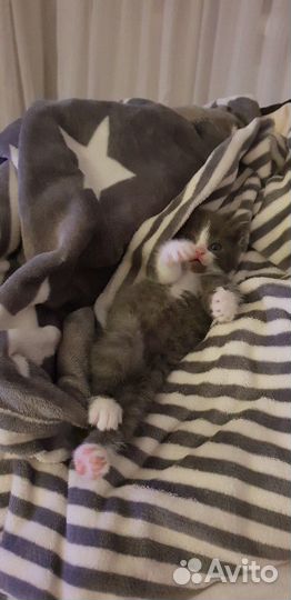 Котята британские