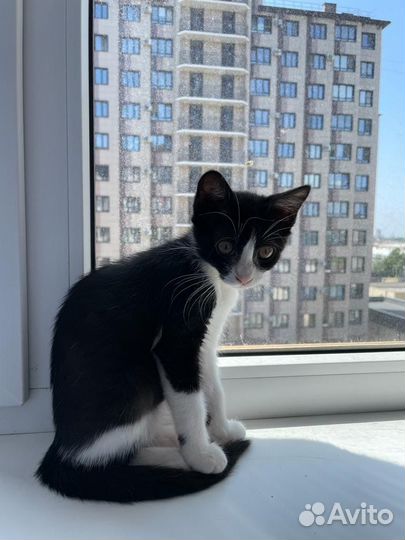 Котенок в добрые руки бесплатно черно-белый