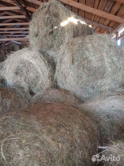 Продам сено в рулонах