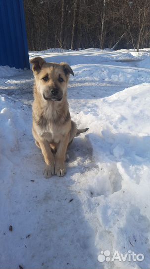 Дружок ищет своего человека