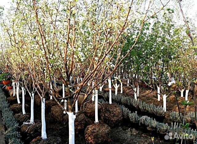 Саженцы Яблоня Чемпион