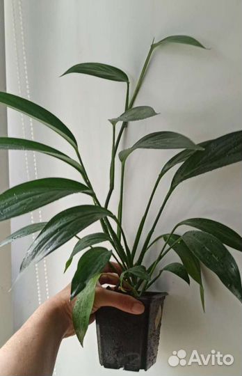 Сциндапсусы и эпипремнумы