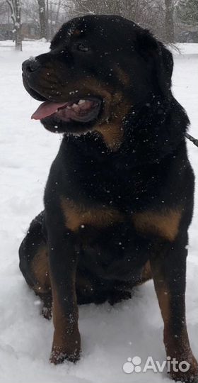 Вязка ротвейлера