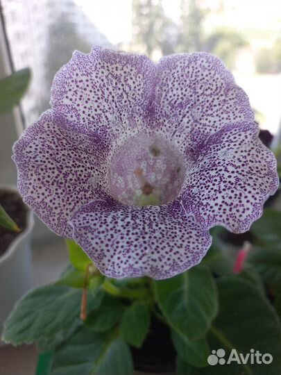 Глоксиния цветущая