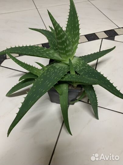 Комнатные растения алоэ