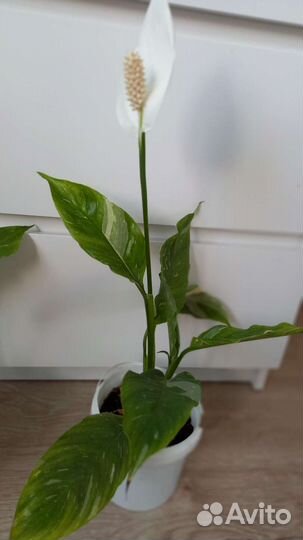 Спатифиллум домино