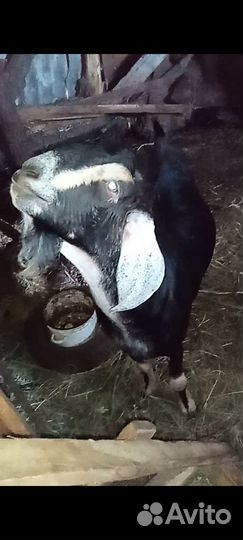 Англо нубийские козы