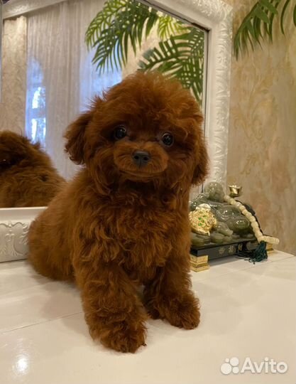 Вязка Chen Teacup Teddy Poodle micro