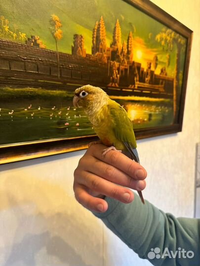 Говорящий попугай