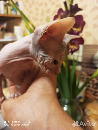 Донской сфинкс котята