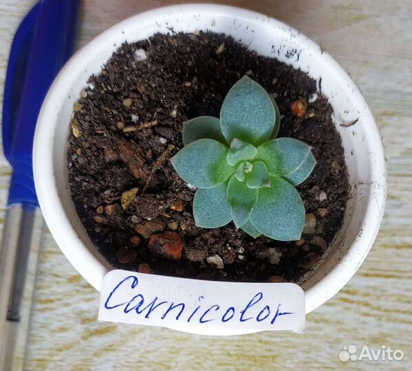 Суккуленты- эхеверии и граптоверии