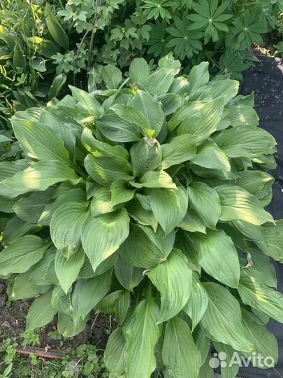 Примулы, хосты и др.многолетники