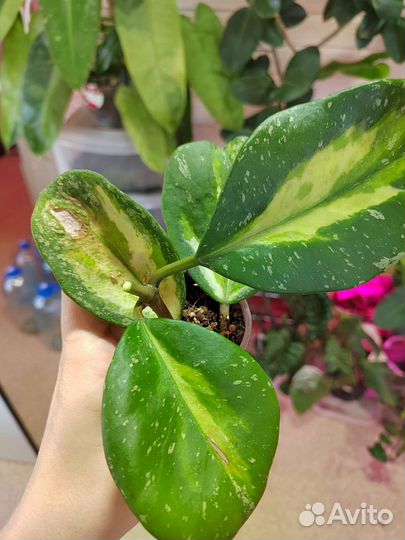 Хойи сортовые