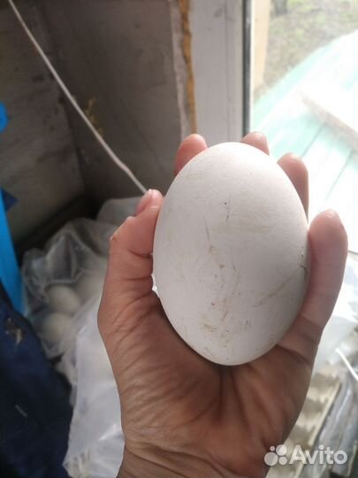 Инкубационное яйцо гусей