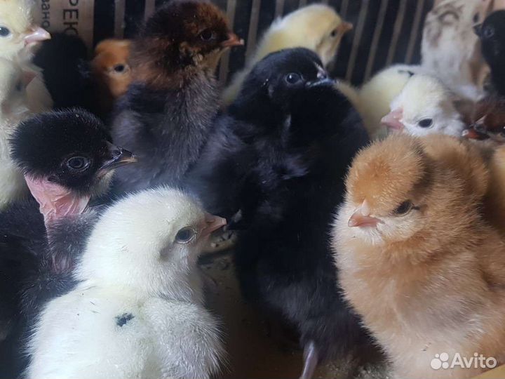 Цыплята домашних несушек