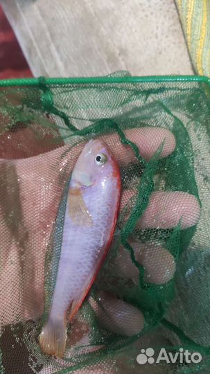 Малавия цихлиды