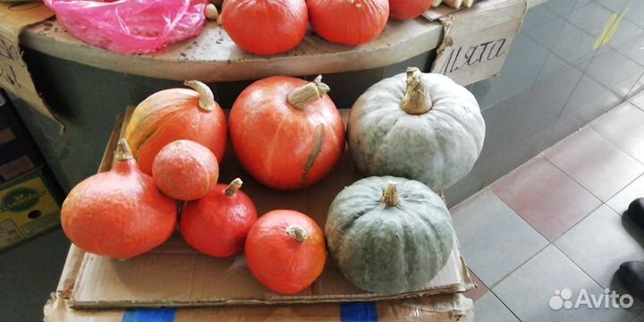 Тыква декоративная