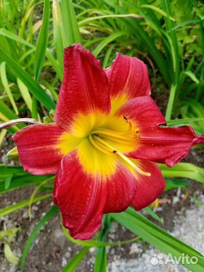 Лилейники и лилии