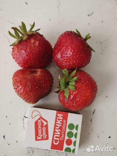 Рассада клубники