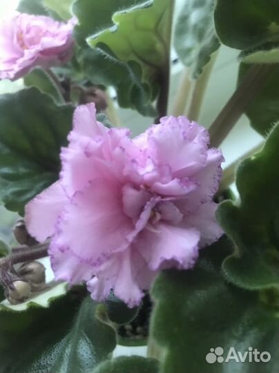 Сортовые фиалки