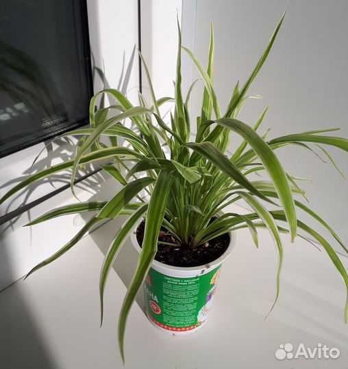 Хлорофитум лаксум