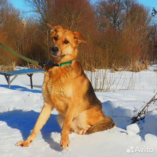 Разные собачки в дар