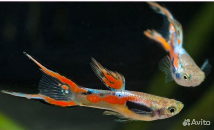 Комплектующие для аквариума и рыбки гуппи