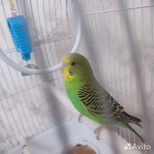 Попугай с клеткой
