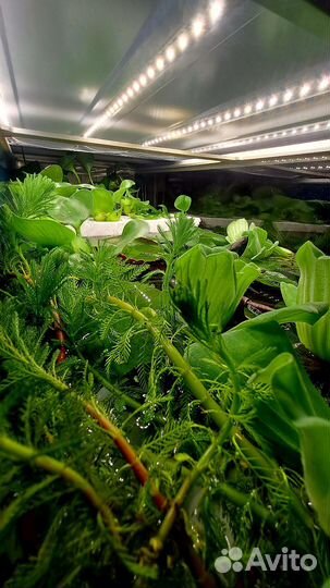 Аквариумные растения