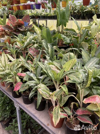 Аглаонемы сортовые из питомника растений