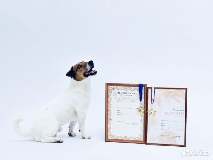 Джек Рассел терьер щенки от чемпиона, РКФ