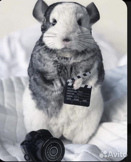 Шикарные шиншиллы - прекрасный домашний друг