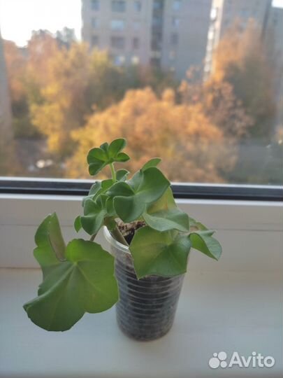 Пеларгония Akis Farmor